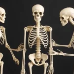 pal models skeletal system joints quiz