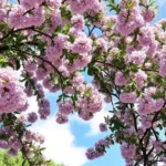 ceanothus italian skies