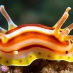 what unique ability can nudibranchs steal from their prey
