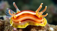 what unique ability can nudibranchs steal from their prey
